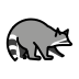 Raccoon transparent PNG